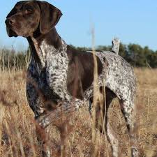 Maybe you would like to learn more about one of these? Mayflower German Shorthaired Pointer Home Facebook