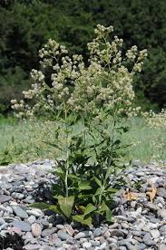 Image result for Rhipidoglossum delepierreanum