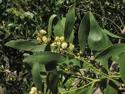 Image result for Microcharis latifolia