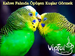Kahve Falinda Kus Gormek Vipfal Com