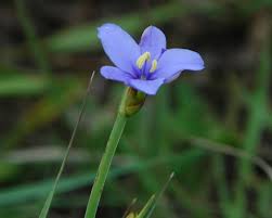Image result for Aristea angolensis