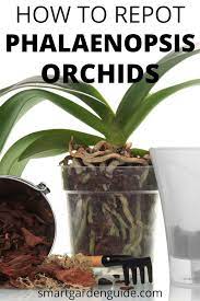 How To Repot Orchids Learn The Essential Tips On Repotting Phalaenopsis Orchids Join Me At Smartgarde Repotting Orchids Phalaenopsis Orchid Orchid Plant Care