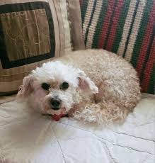 Dog groomed and gets pup cup