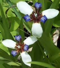 Image result for Neomarica northiana