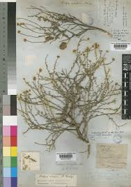 Image result for Pentzia incana