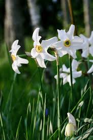 Narcissus Poeticus Var Recurvus Bulb Flowers Narcissus Planting Bulbs