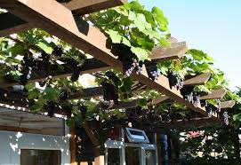 Image result for pruning grapes on a pergola