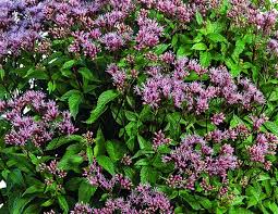 Image result for Pycreus mortonii