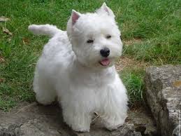 West Highland Terrier Proper Haircut What Type Of Dog Is In This Cesar Dog Food Commercials West Highland Terrier Westie Dogs Maltese Breed