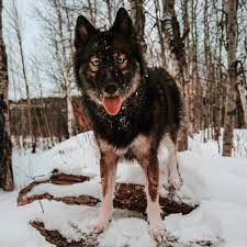 Joey Tribbiani Petee On Instagram Joey Patiently Waiting For Someone To Start Singing Her Christmas So Cute Baby Dogs Majestic Animals Animals And Pets