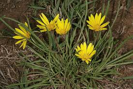 Image result for Gazania krebsiana