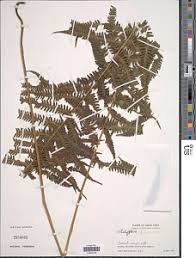 Image result for Pseudocyclosorus