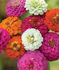 Tagetes erecta (aka african marigolds, american marigolds, or mexican marigolds): Annual Mix Marigolds Cosmos Zinnias 300 Seeds Mix Patio Garden Colorful Flower Yard Garden Outdoor Living Annual Biennial Seeds