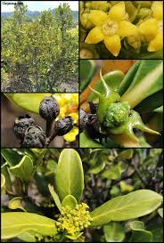 Image result for Anthospermum usambarense