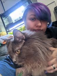 Lost brown and white Australian Shepherd in Loveland, CO