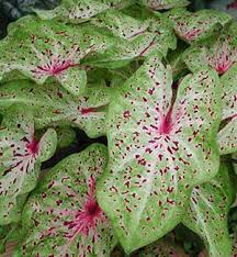 Caladiums Direct Miss Muffet Straps Dwarfs Miss Muffet In 2020 Caladium Plants Elephant Ears