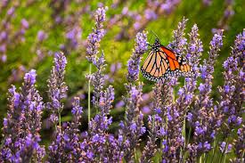 Image result for Lavandula angustifolia Vera