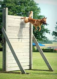 Pallisade Malinois Dog Belgian Malinois Dog War Dogs