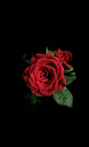 Check spelling or type a new query. Wallpaper Hd Gambar Bunga Mawar Merah Wallpaper Sempoa Dunia Fashionsista Co