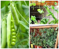 Check spelling or type a new query. How To Grow Peas Indoors Empress Of Dirt