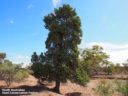 Image result for Callitris