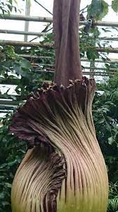 Up Close And Personal With A Corpse Flower Hamilton Ontario June 2015 Corpse Flower Unusual Flowers Flowers