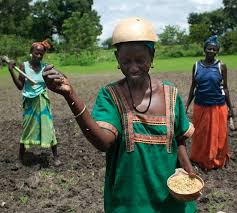 Some community seed banks store seeds for just a short time — a few years, or even the few months between when the seeds are harvested. Grain The Real Seeds Producers Small Scale Farmers Save Use Share And Enhance The Seed Diversity Of The Crops That Feed Africa