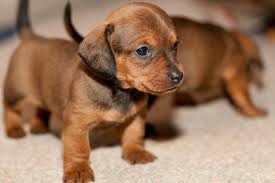 dachshound hunderassen niedliche tierbabys susseste haustiere