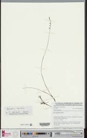 Image result for Orthochilus milnei