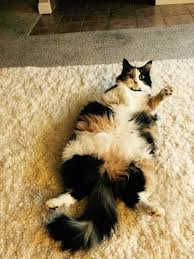 Hes not an indoor cat that got out. My Cat Has Been Missing For A Month Thecatsite