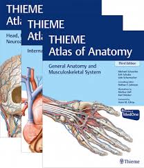 Atlas of anatomy, fourth edition builds on its longstanding reputation of being the highest quality anatomy atlas published to date. Anatomy Thieme Atlas Of Anatomy Three Volume Set Third Edition