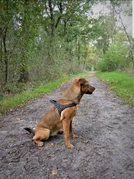 De honden worden gemiddeld 42 tot 50 cm groot, de teefjes zijn vaak wat kleiner tot ongeveer 48 cm. Pin Van Nienke Jansen Op Oostenrijkse Pinscher Oostenrijk