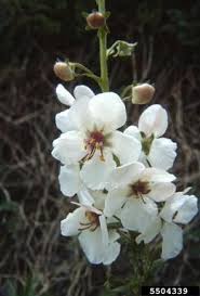 Image result for Malvaceae subfamily Malvoideae
