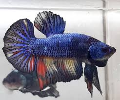 Black And Yellow Fish From Nemo Another Beautiful Plakat Black Series Betta Fish Mixed With Blue Color In 2020 Betta Fish Betta Fish Types Betta