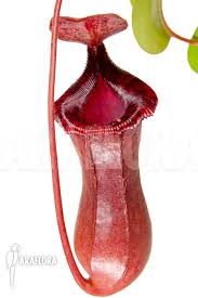 Subcategory + attributes + availability + subcategory. Araflora Exotic Flora More Tropical Pitcher Plant Nepenthes X Lowii X Ventricosa