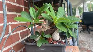 Image result for Euphorbia baylissii