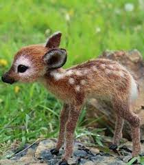 The 100 Cutest Animals Of All Time List Inspire Cute Animals Cute Little Animals Cute Funny Animals