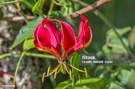 Image result for Colchicaceae