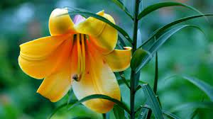 Create an account or log into facebook. Yellow Lily Flower Wallpaper Hd 50639 1920x1080px