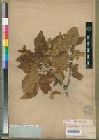 Image result for Carpodiptera africana