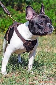 Leather Dog Harness For Puppy Training Walking Or Tracking 49 90 Www Fordogtrainers Com Puppy Harness Dog Harness Puppies