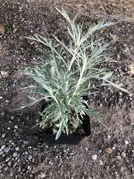 Check spelling or type a new query. Artemisia Ludoviciana Silver King Native Sons Wholesale Nursery