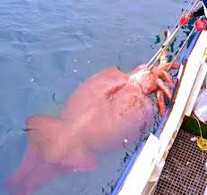 Maybe you would like to learn more about one of these? 87 Gambar Hewan Laut Terbesar Di Dunia Gratis Terbaik Gambar Hewan