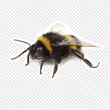Led by a queen, bumblebees are almost a model of order and discipline. Western Honey Bee Insect Bumblebee Wasp Apidae Water Crane Honey Bee Beehive Png Pngegg