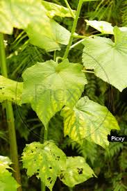 Image result for Sparrmannia