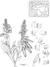 Image result for Crotalaria paulina