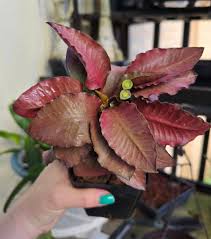 Image result for Euphorbia lividiflora