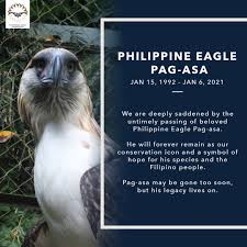 New alert system is created by pagasa to warn public of incoming rainfall volume brought by weather. Pagasa Philippine Eagle Bred From Artificial Insemination Dies Inquirer News