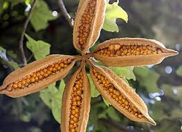 Image result for Brachychiton