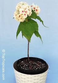 Image result for Dombeya burgessiae